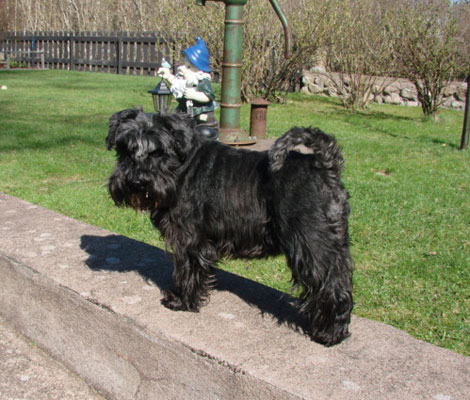 asta2