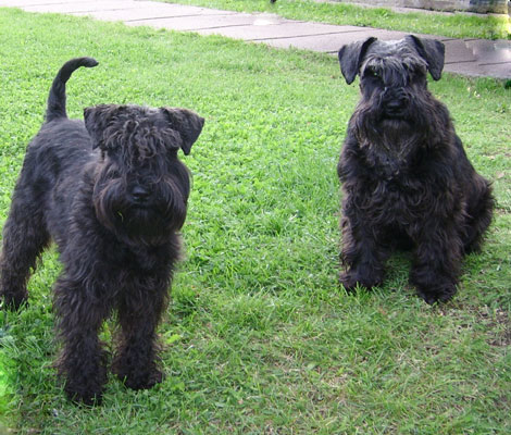 asta-sally