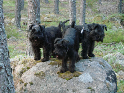 stenhundar
